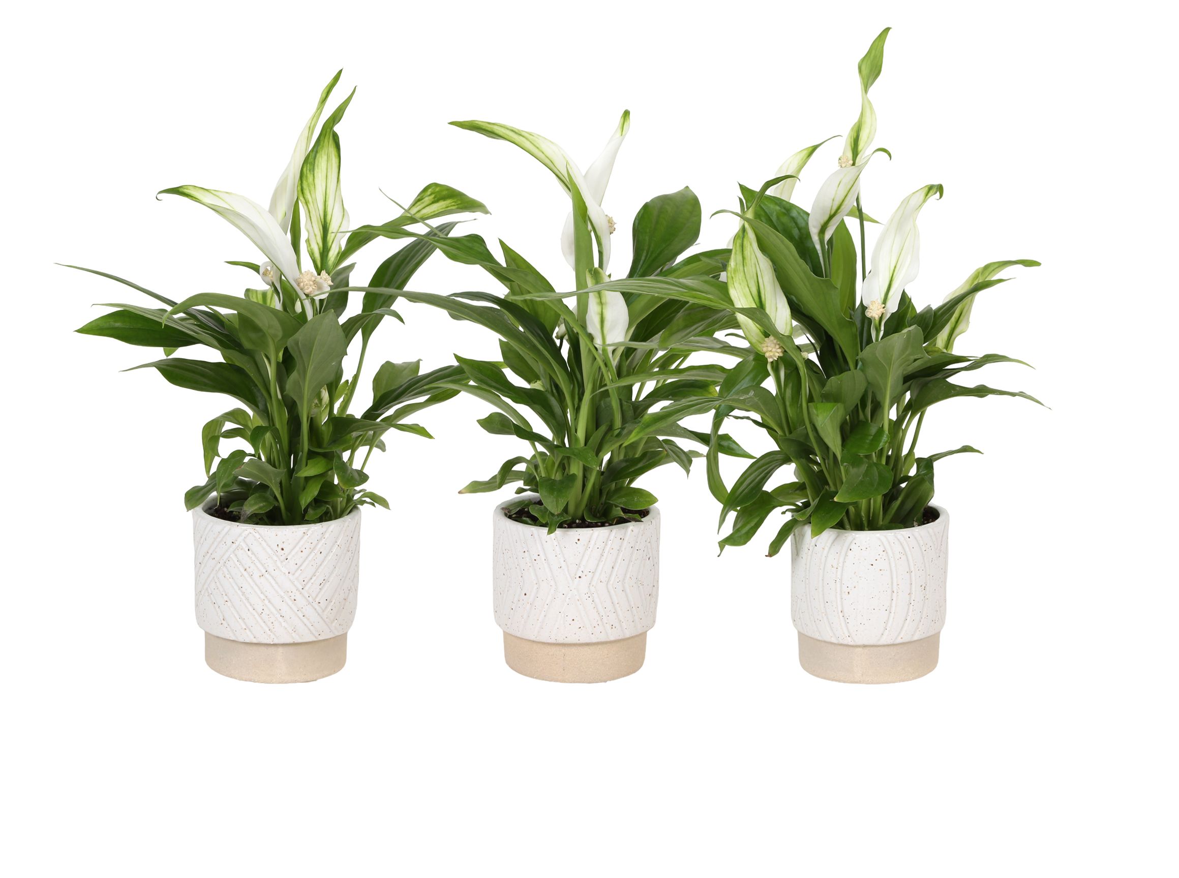 KP-880.2 - Spathiphyllum 7cm in cilinderpot op voetje, D 7 cm KP-880.2 - Spathiphyllum 7cm in cilinderpot op voetje, D 7 cm