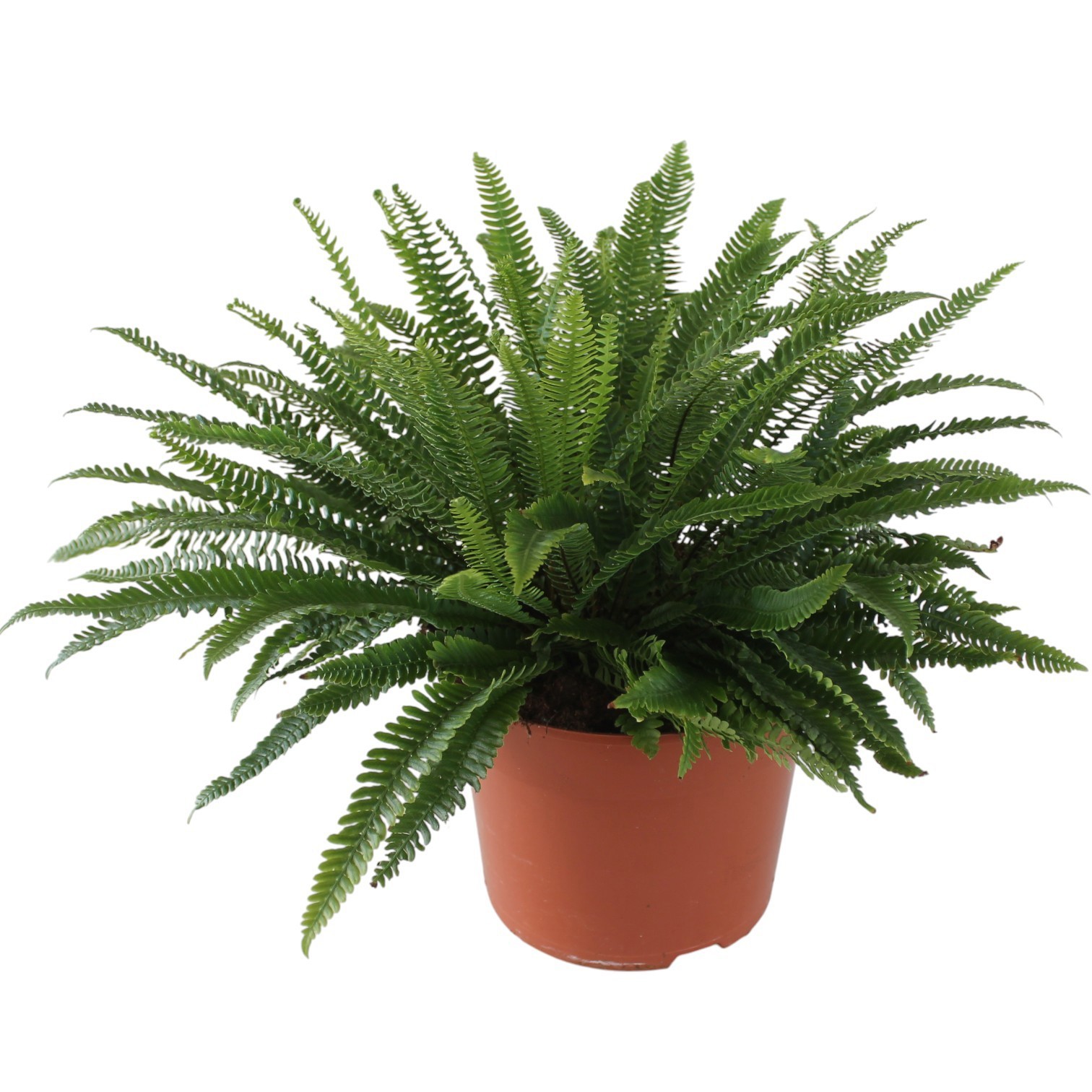 Blechnum Spicant (Winterhard), D 24 cm