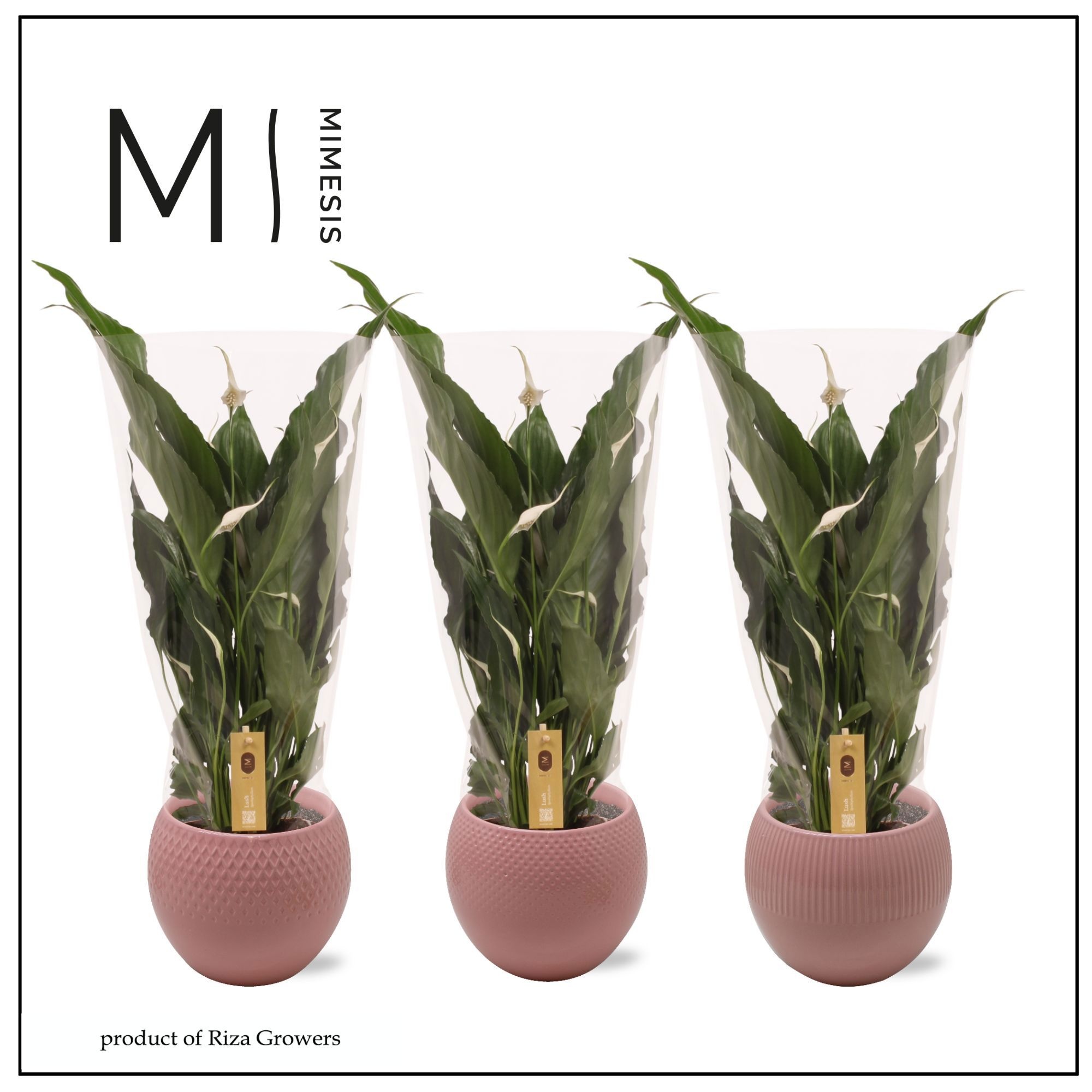 Spathiphyllum Sweet Chico Love - 13cm in Bolivia Pink | Mimesis, D 13