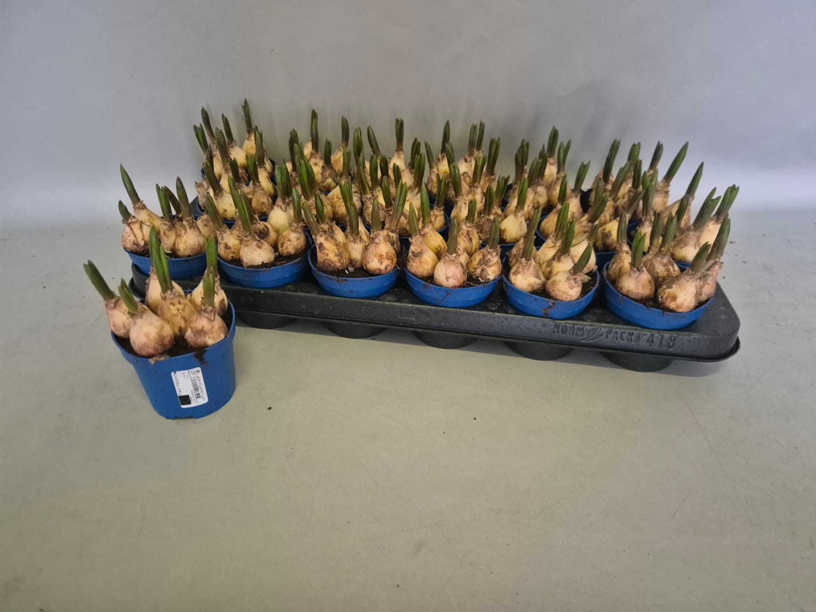 Muscari Lindsay P9 without etiket, D 9