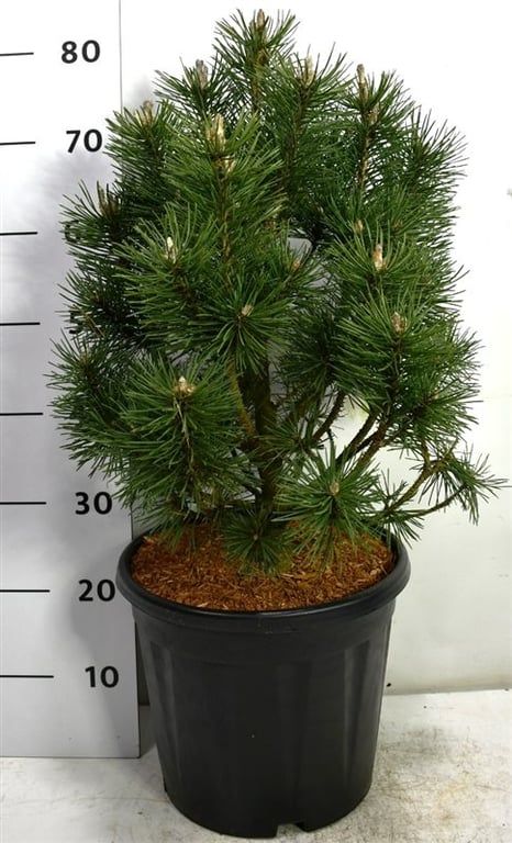 Pinus mugo 'Columbo', D 32
