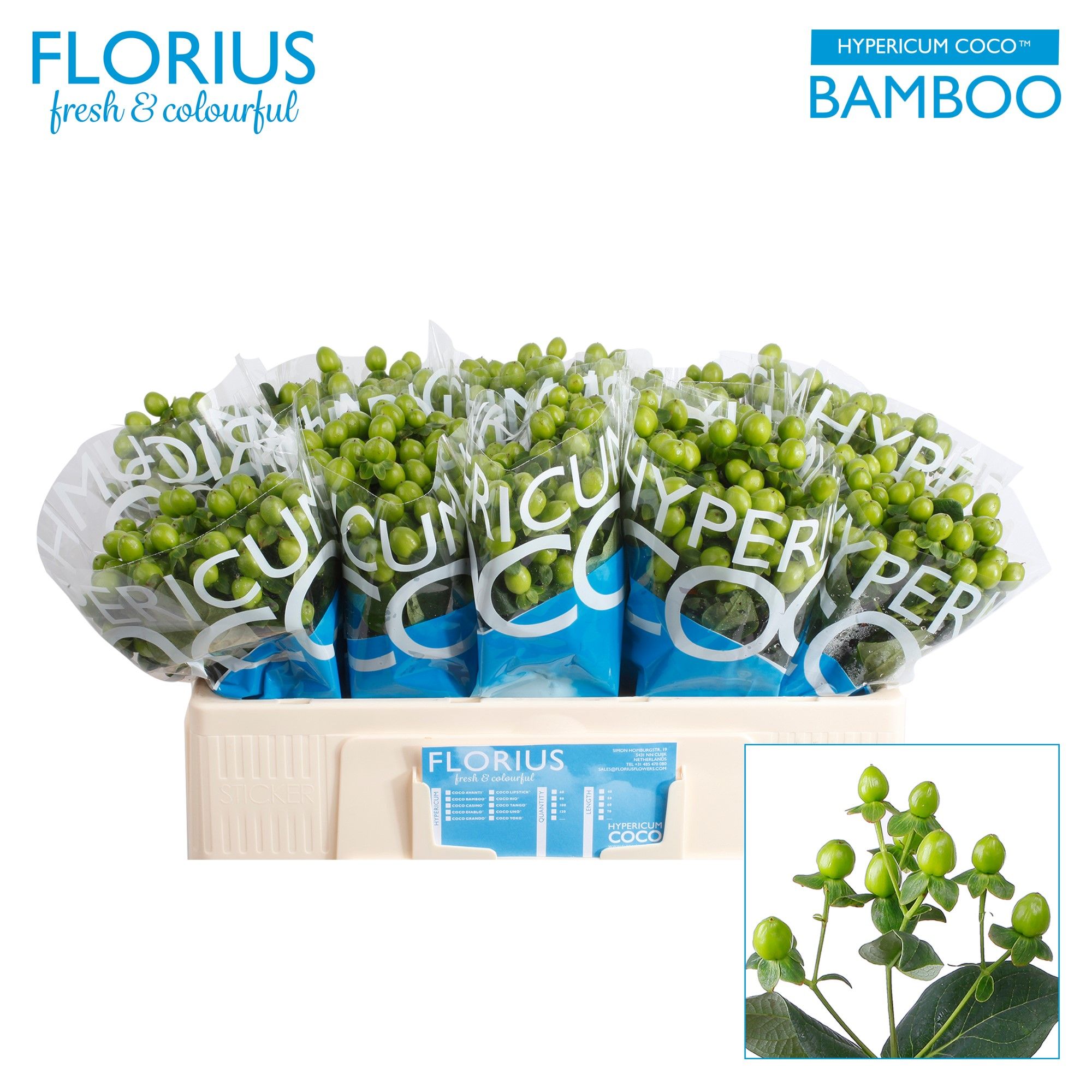 Гипперикум Коко Бамбу 50, шт.