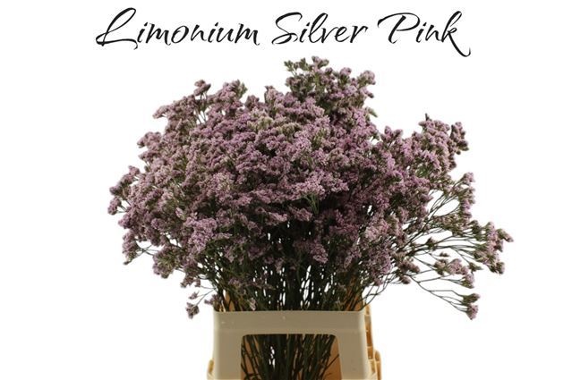 Лимониум Мистер Сильвер Пинк 60, шт.