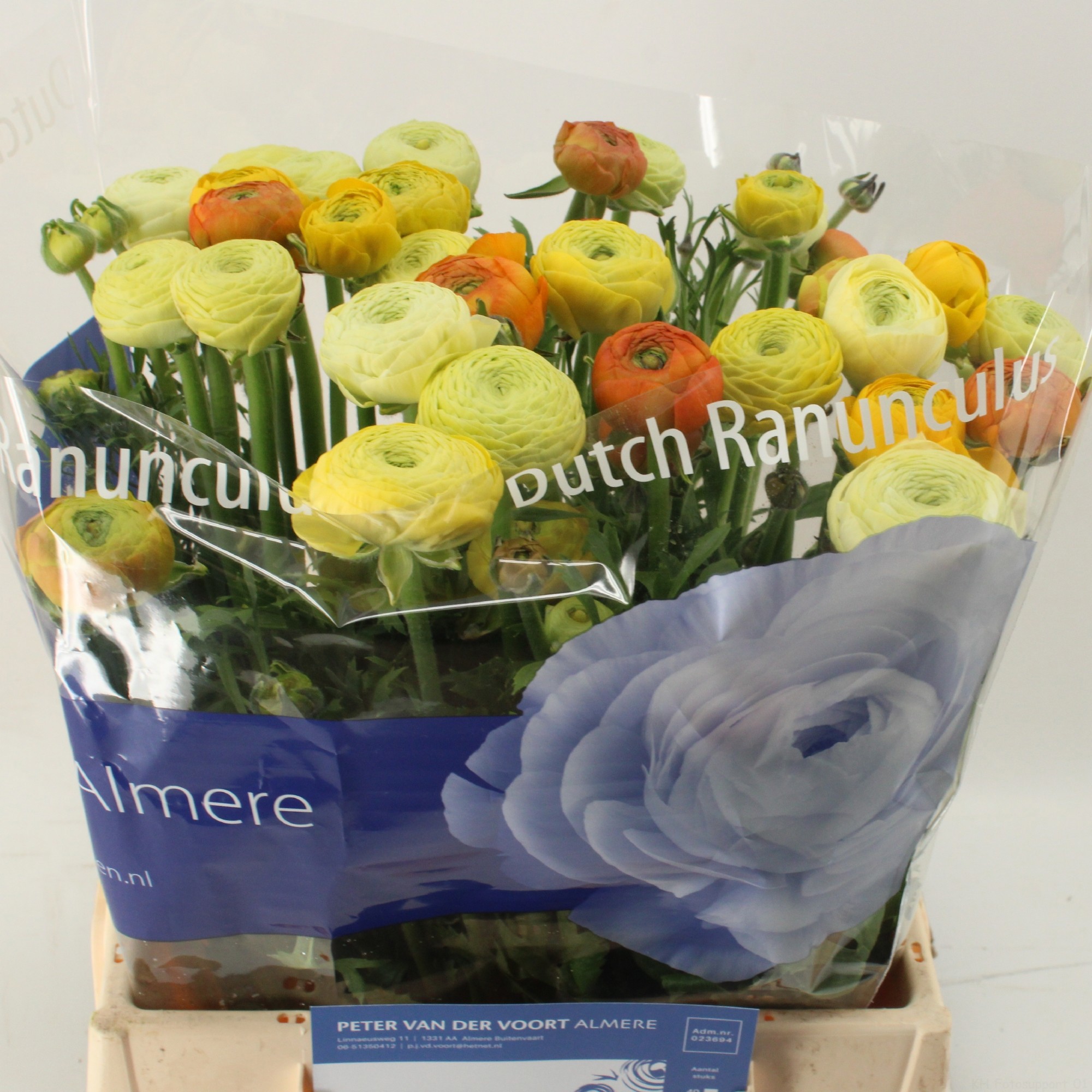 Ранункулус Микс в пачке 40, шт.