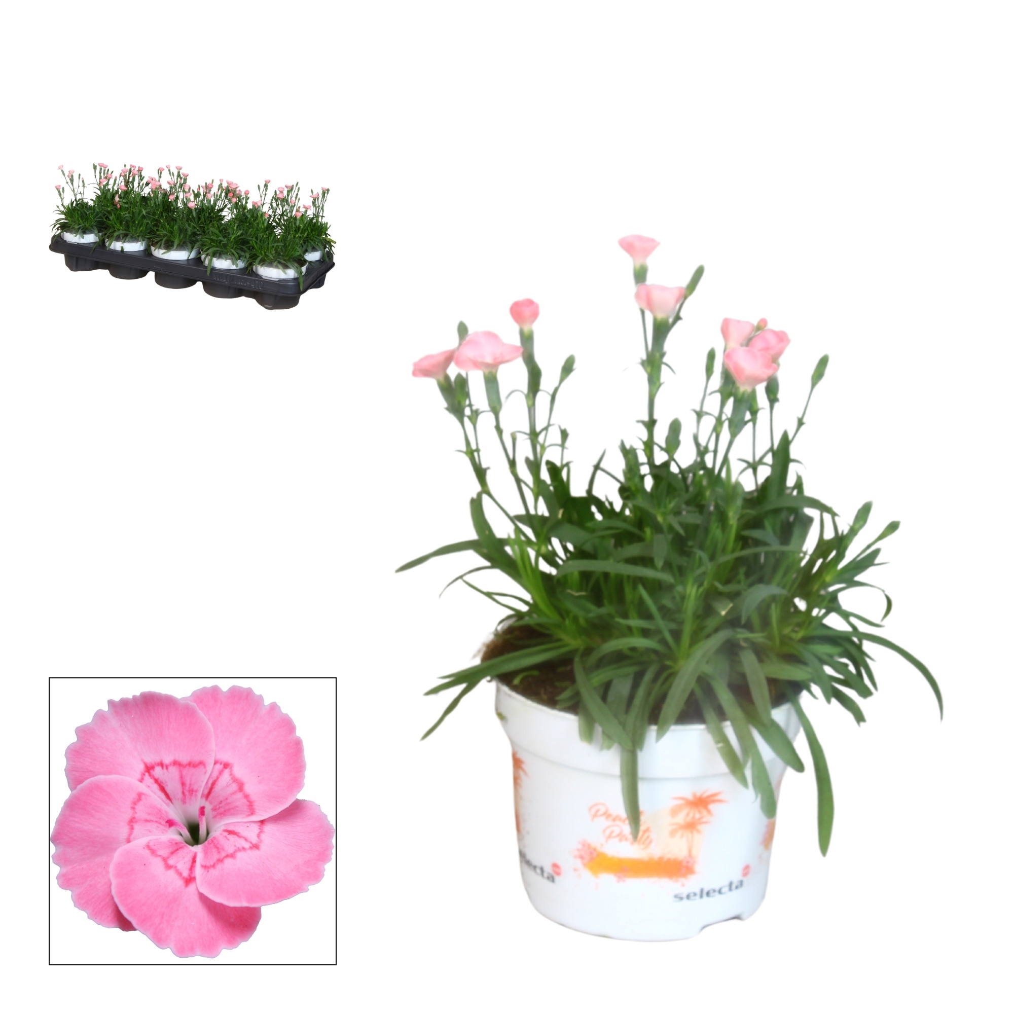 Dianthus - 10,5 cm - PEACH PARTY (salmon), D 10,5