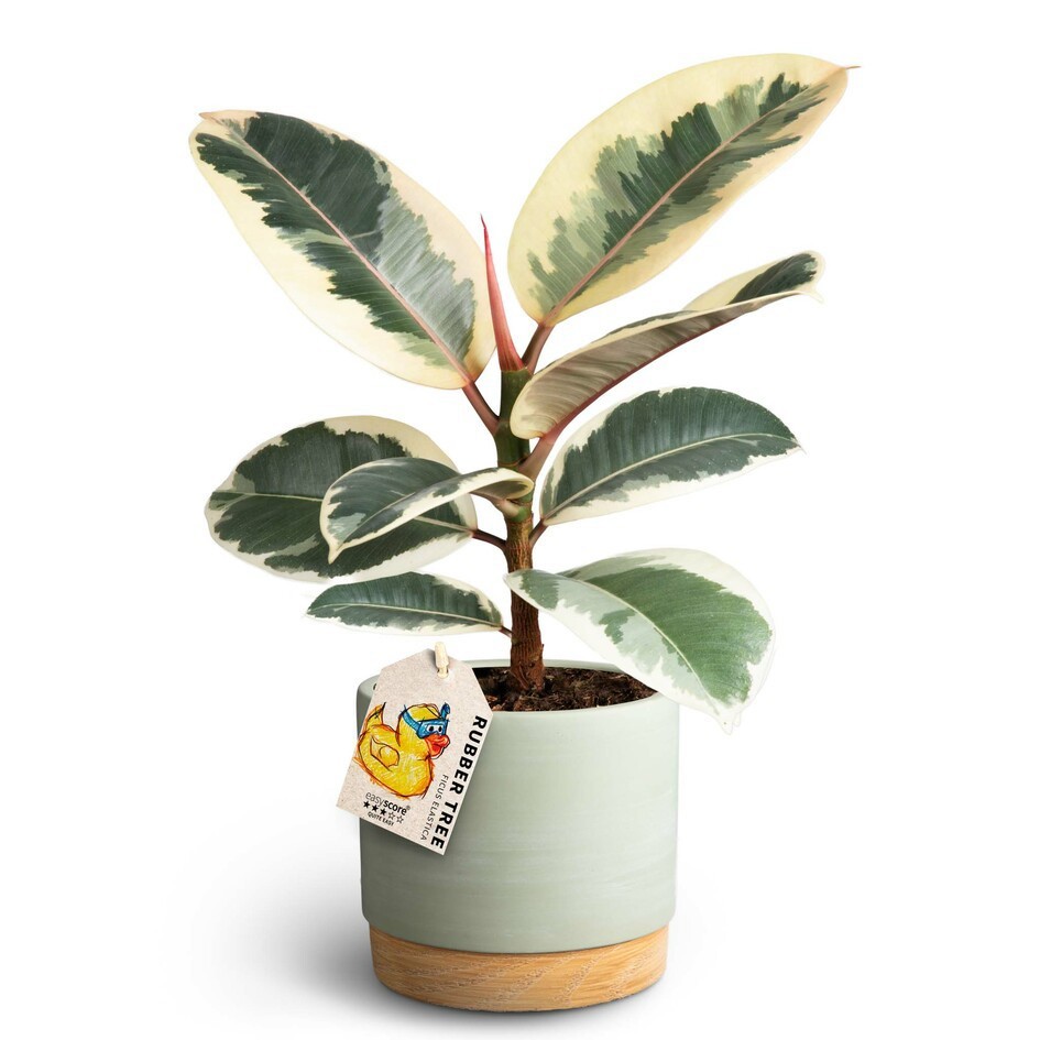 FICUS ELASTICA 41120786 Woodb.Green Tineke, D 11 cm FICUS ELASTICA 41120786 Woodb.Green Tineke, D 11 cm