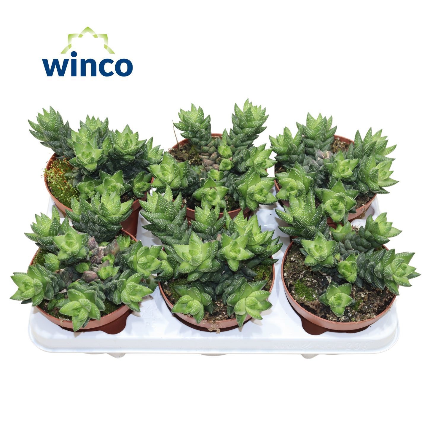 Haworthia Reinwardtii (group), D 13 cm