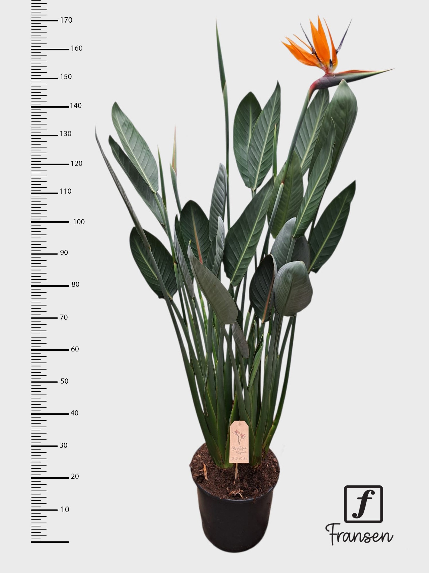 Strelitzia Reginea (open bloem), D 32