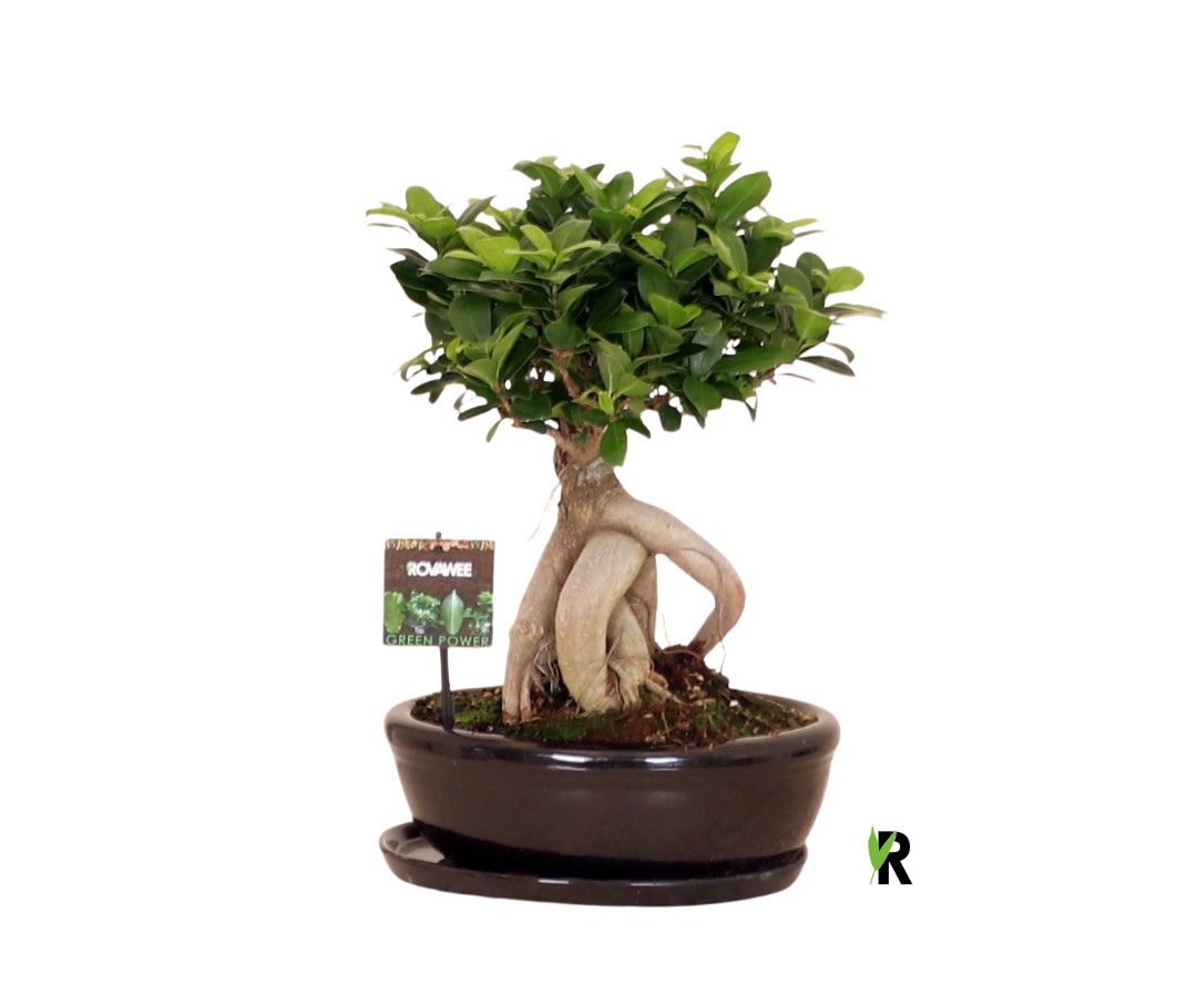 Ficus micr. Ginseng in keram. ovaal schaal met schotel zwart, D 30 cm