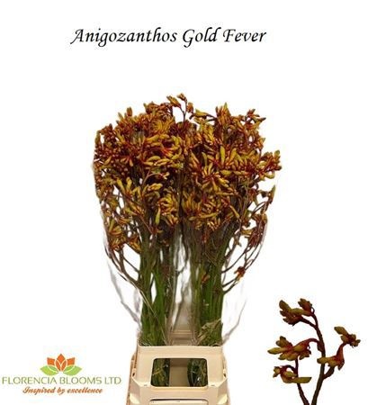 Анигозантус Голд Фивер 90 (оранж.), шт.