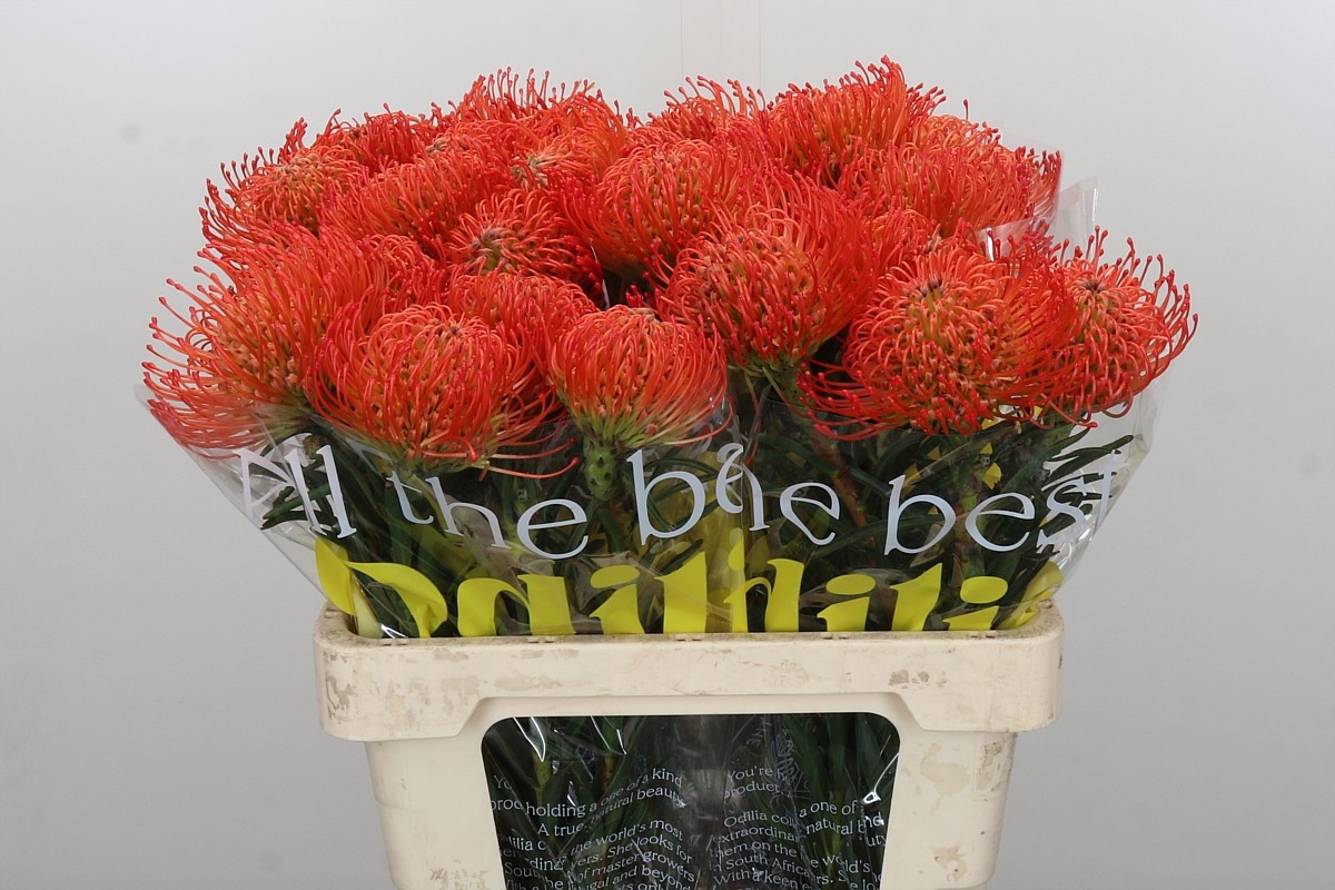 Нутанс Саксешн (оранж.) 60, шт.