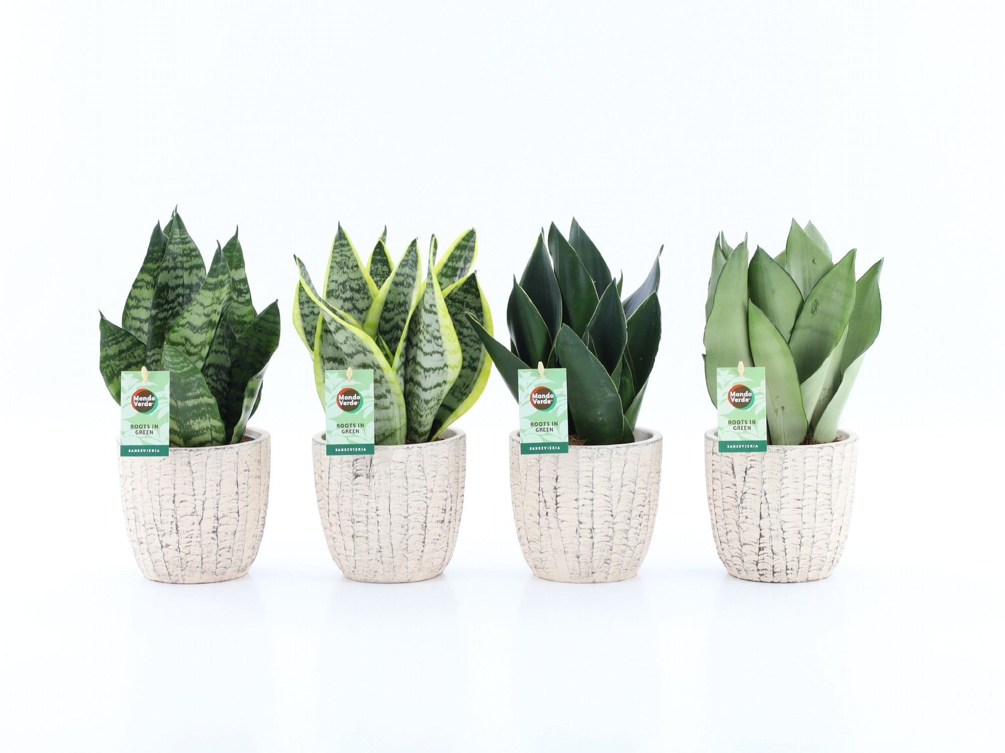Sansevieria Mix in Sculpture keramiek, D 13