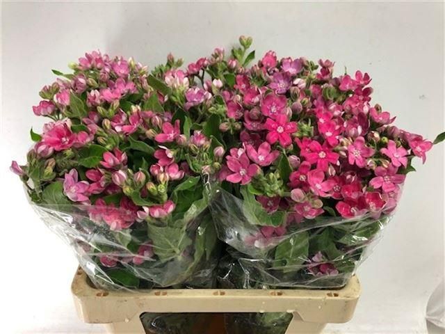 Оксипеталум Пинк Хармони 60, шт.