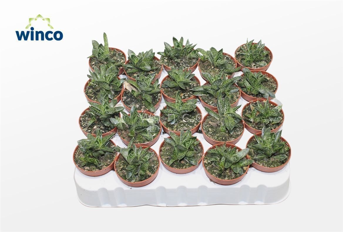 Gasteria Liliputana Bicolor, D 5,5