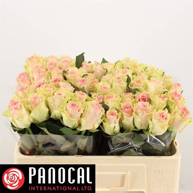 Роза од. Топ Гир! 50, шт.