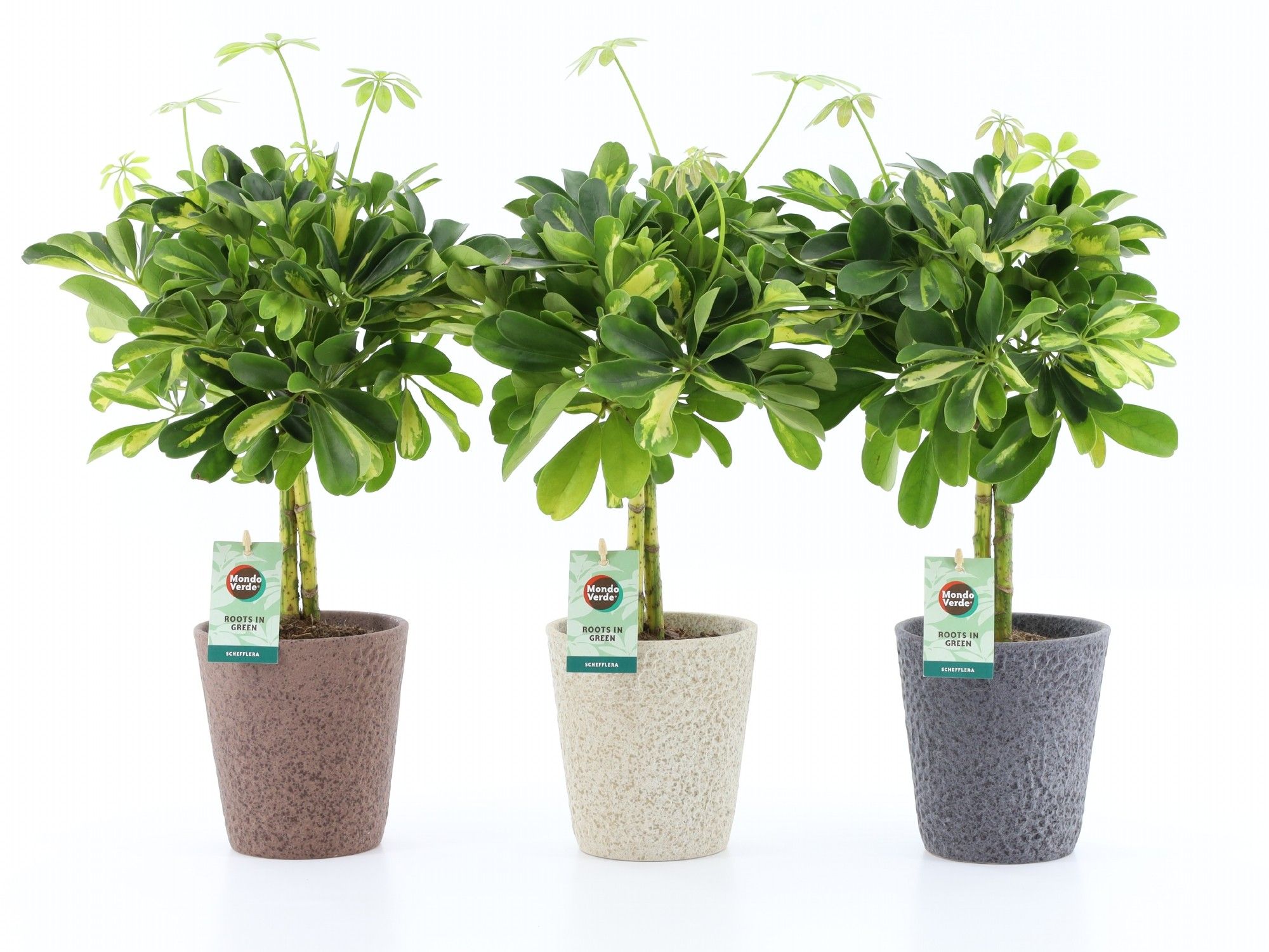 Schefflera Gold Capella in Nature keramiek, D 13