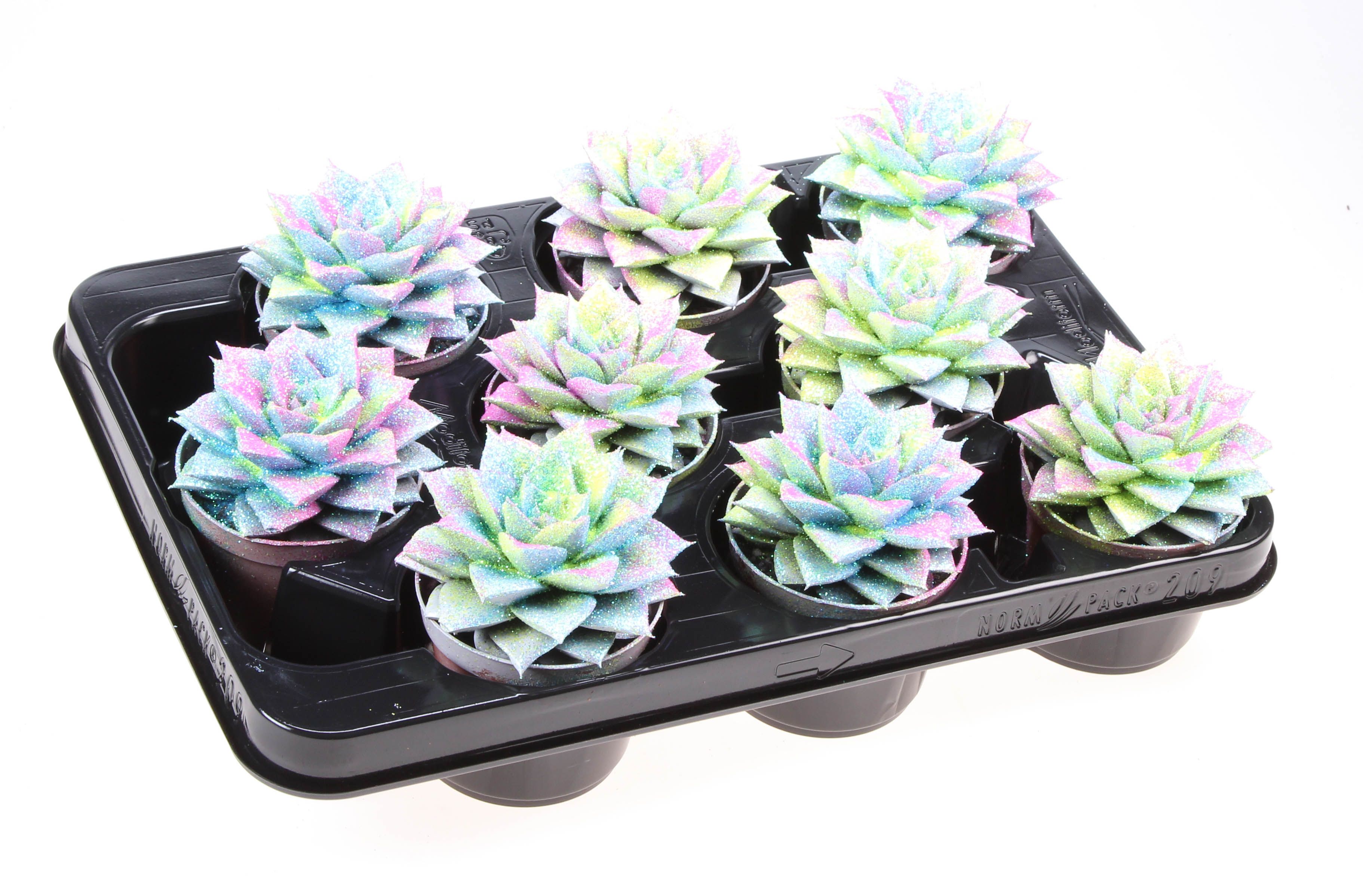 Purper multi gitter mix, D 8,5