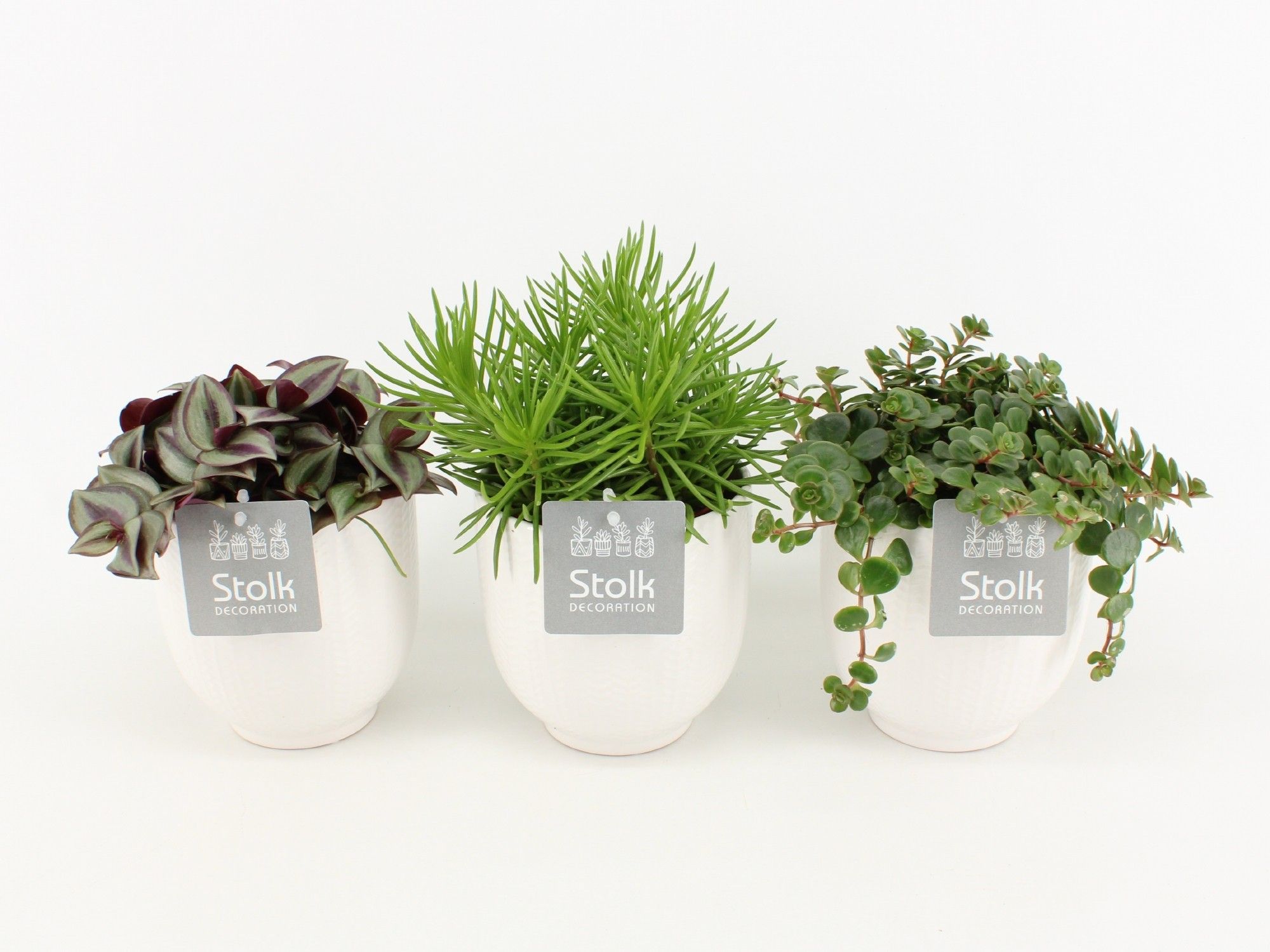 Pure Green Mix in Pure Liv soorten : Rhipsalis, Tradescantia, Sedum, D 13 cm