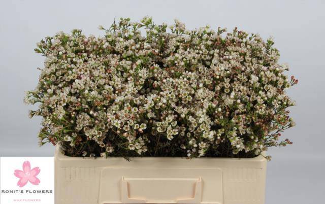 Шамелациум Блонди 50, шт.