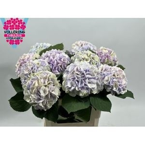 Гортензия Роял Сюрпрайз Классик 60, шт.