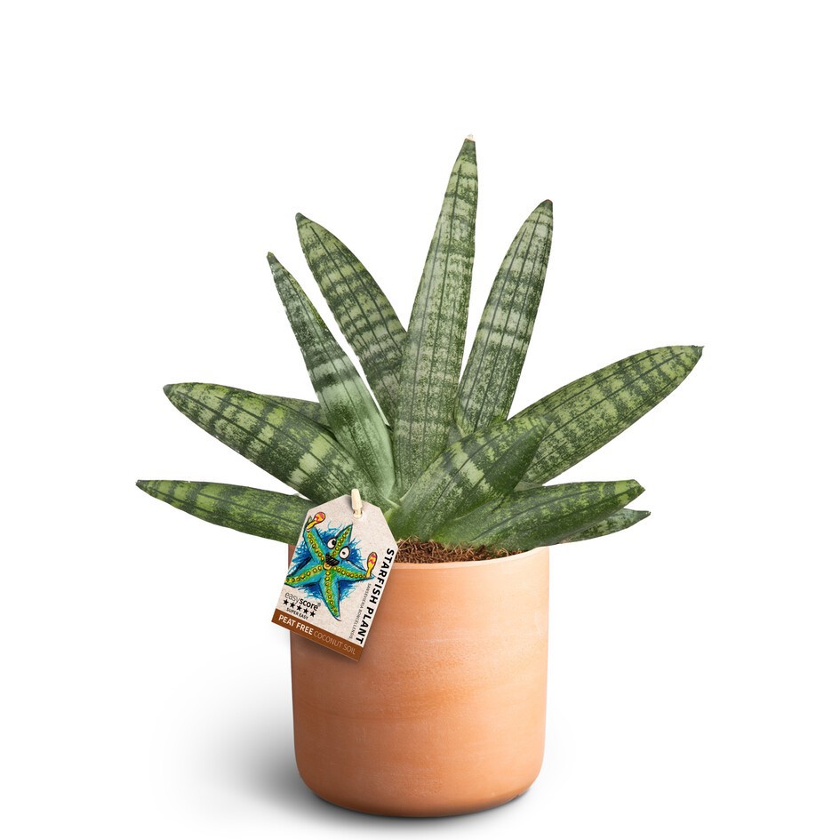 Raw Terracotta, Sansevieria Boncellensis, D 12