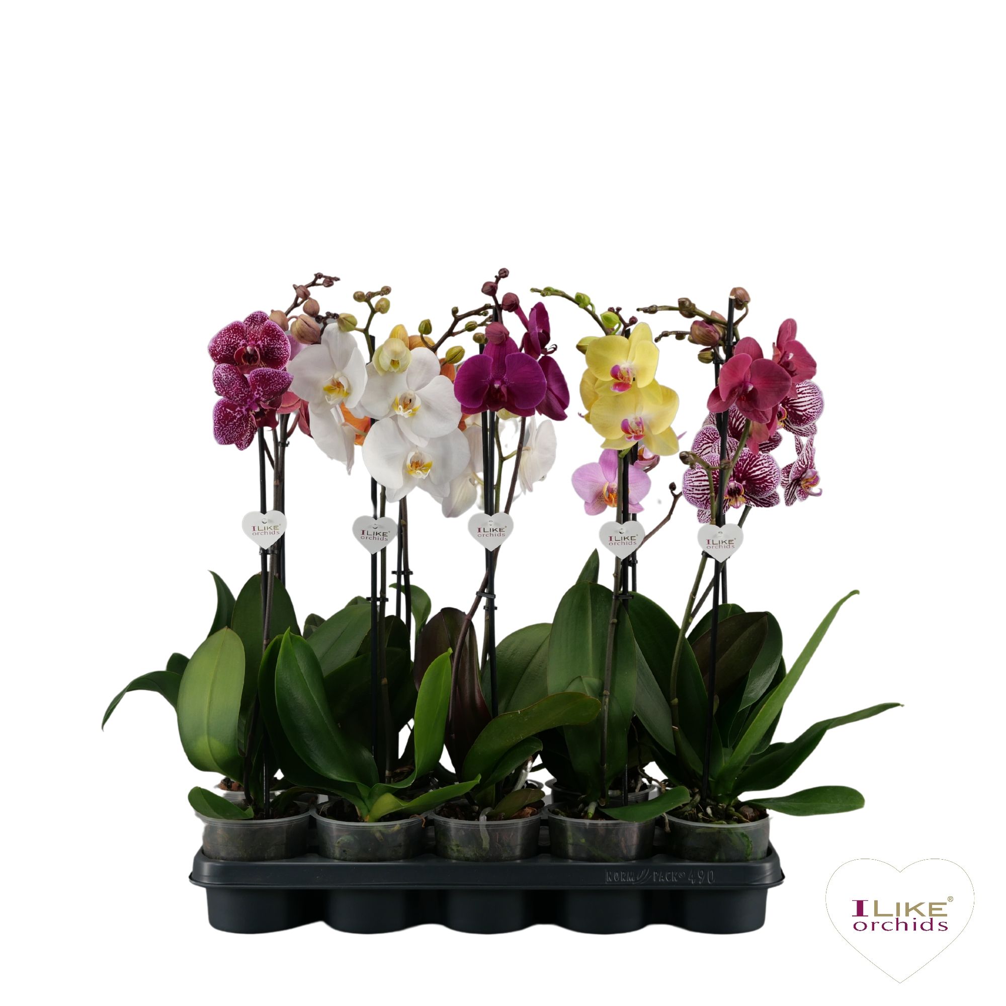 Phalaenopsis mix - 1 tak 50cm 6+, D 12 cm
