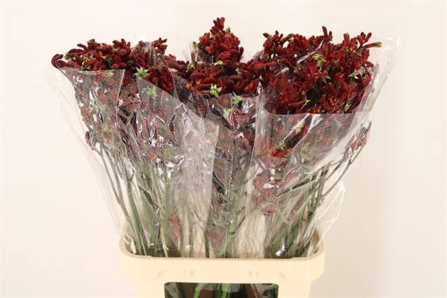 Анигозантус Эрли Спринг 90, шт.