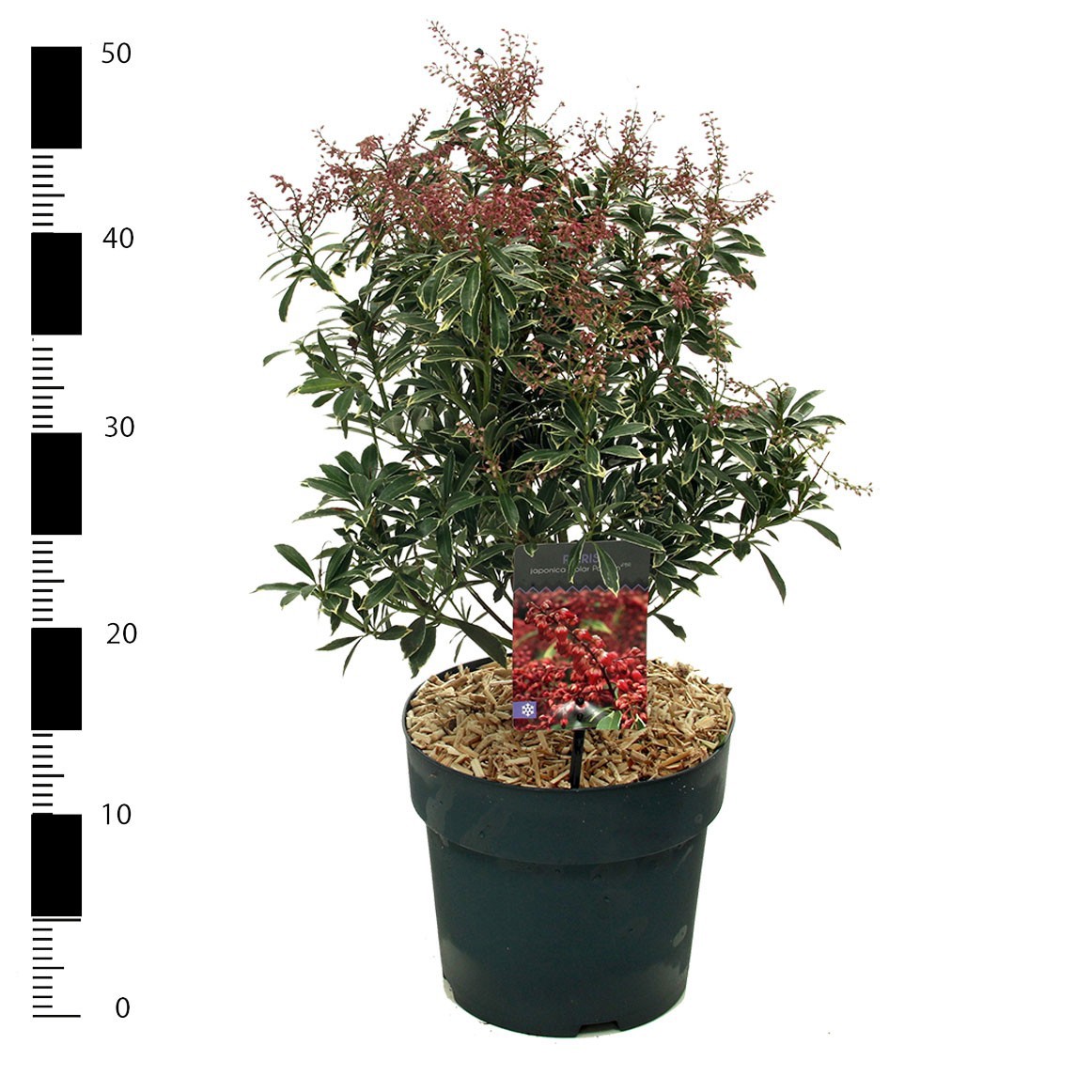 Pieris jap. 'Polar Passion', D 23