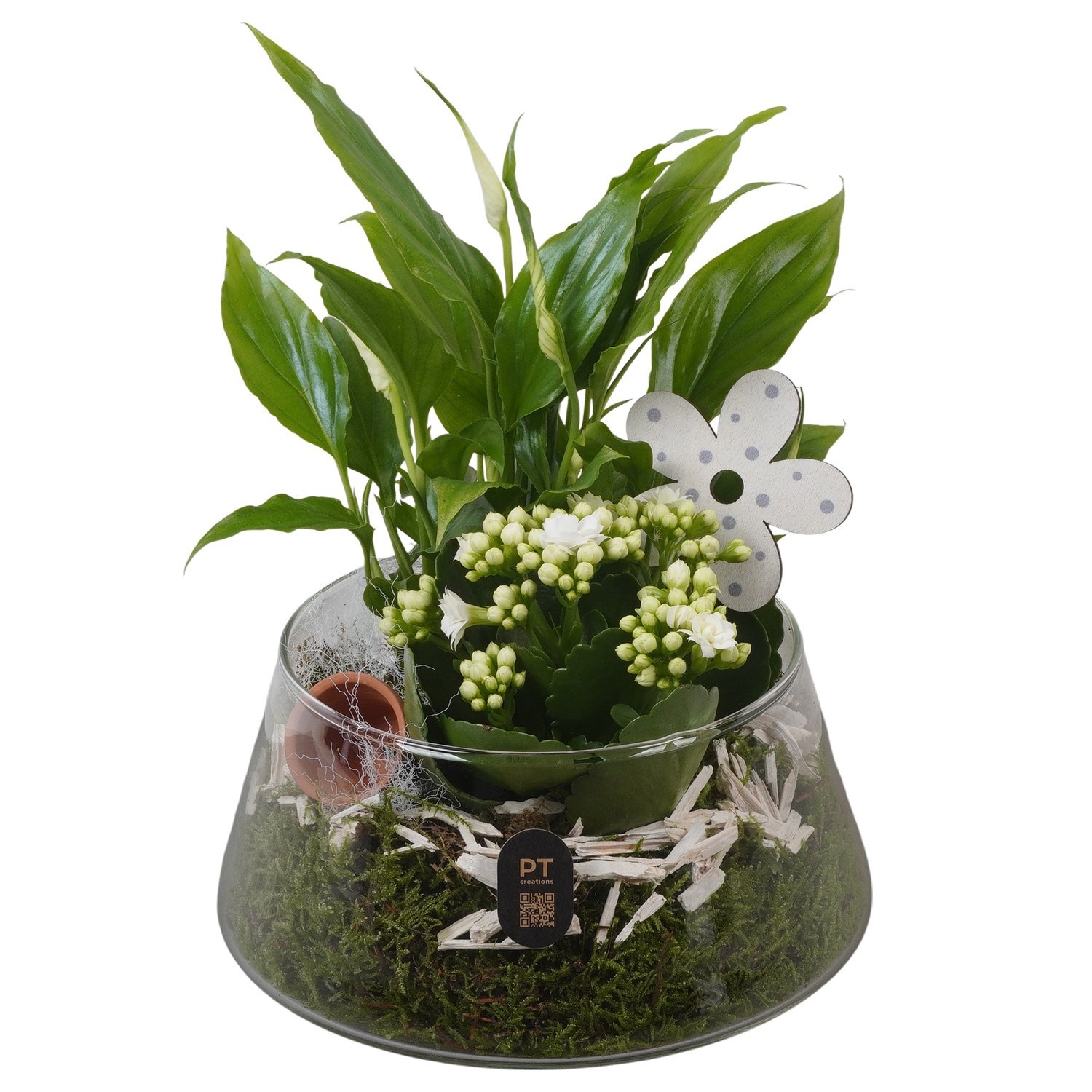 PTIG2641 Arrangement Indoor in glas schaal, D 18