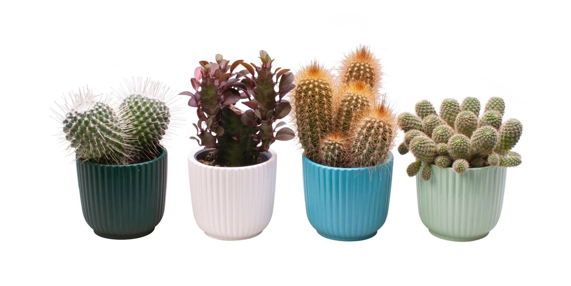 L 65603 with Cactus Mix, D 6