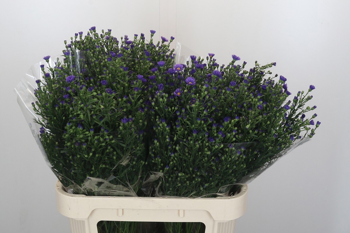 Астер Касамаре 80, шт.