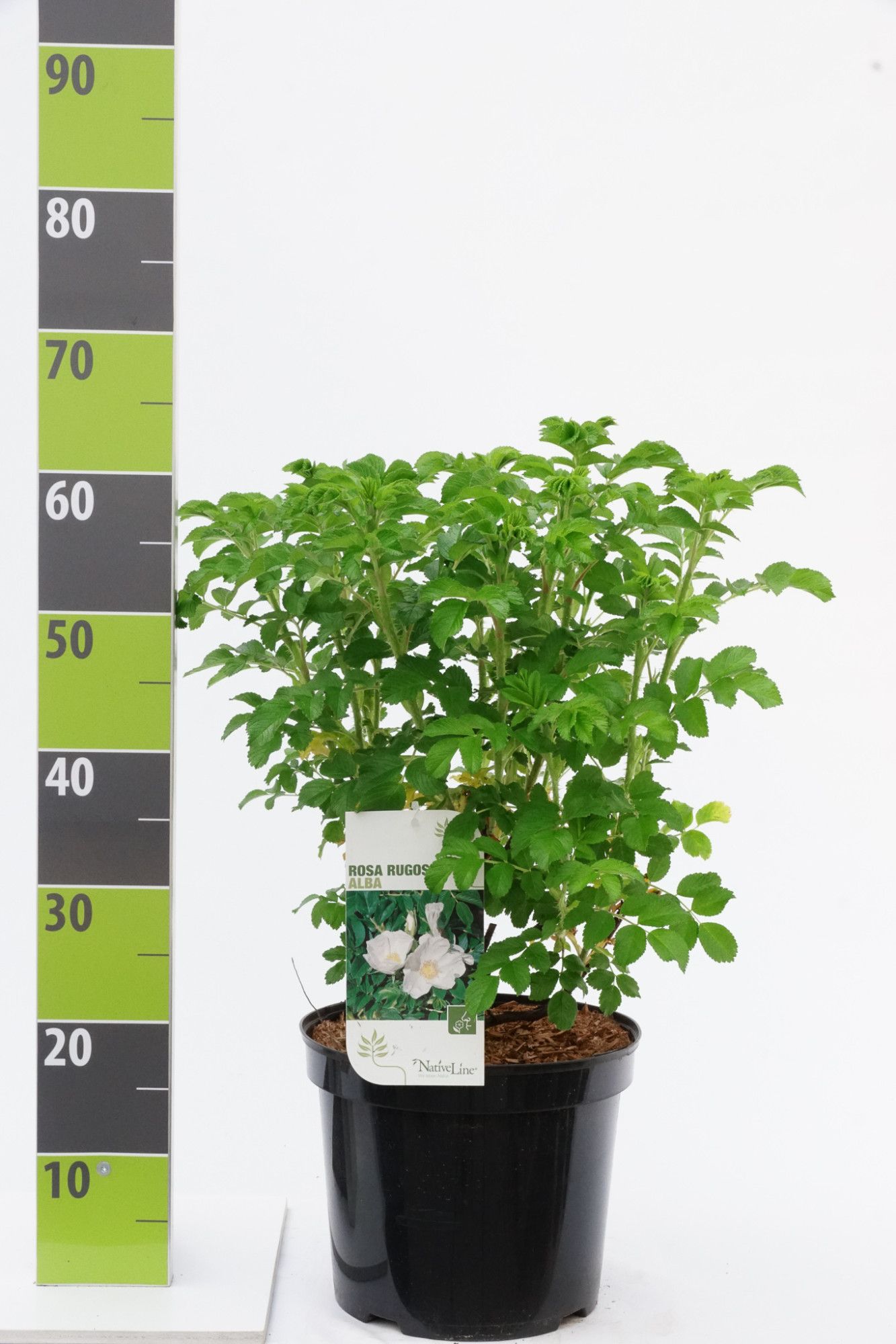 Rosa rugosa 'Alba' C 4,6, D 23 cm