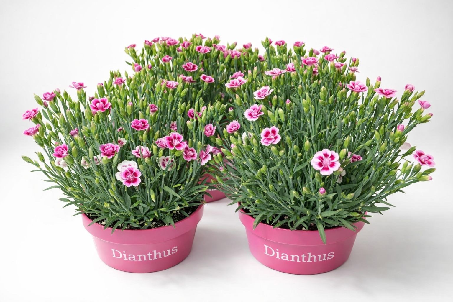 Dianthus Pink Kisses, D 17