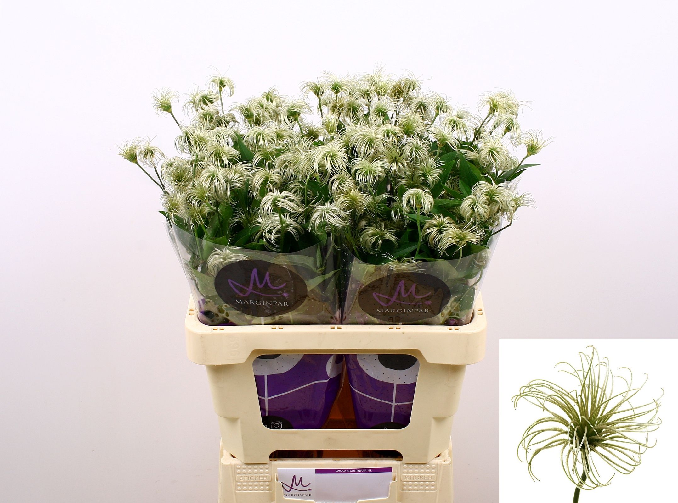 Клематис Кибо 60, шт.