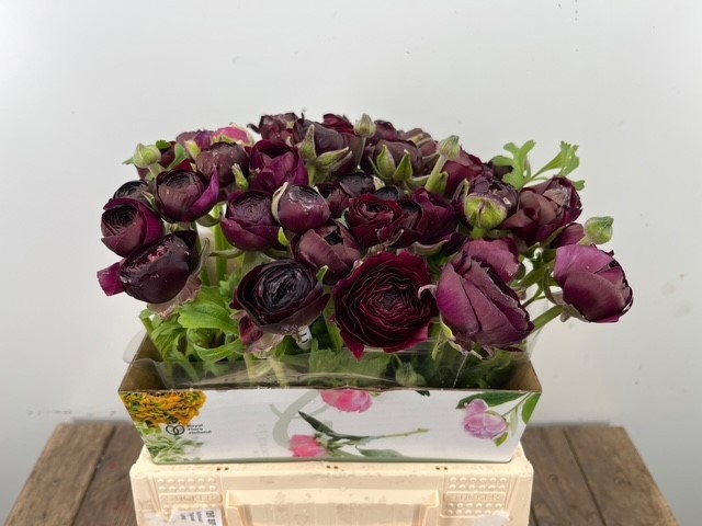 Ранункулус Элеганс Виолет 45, шт.