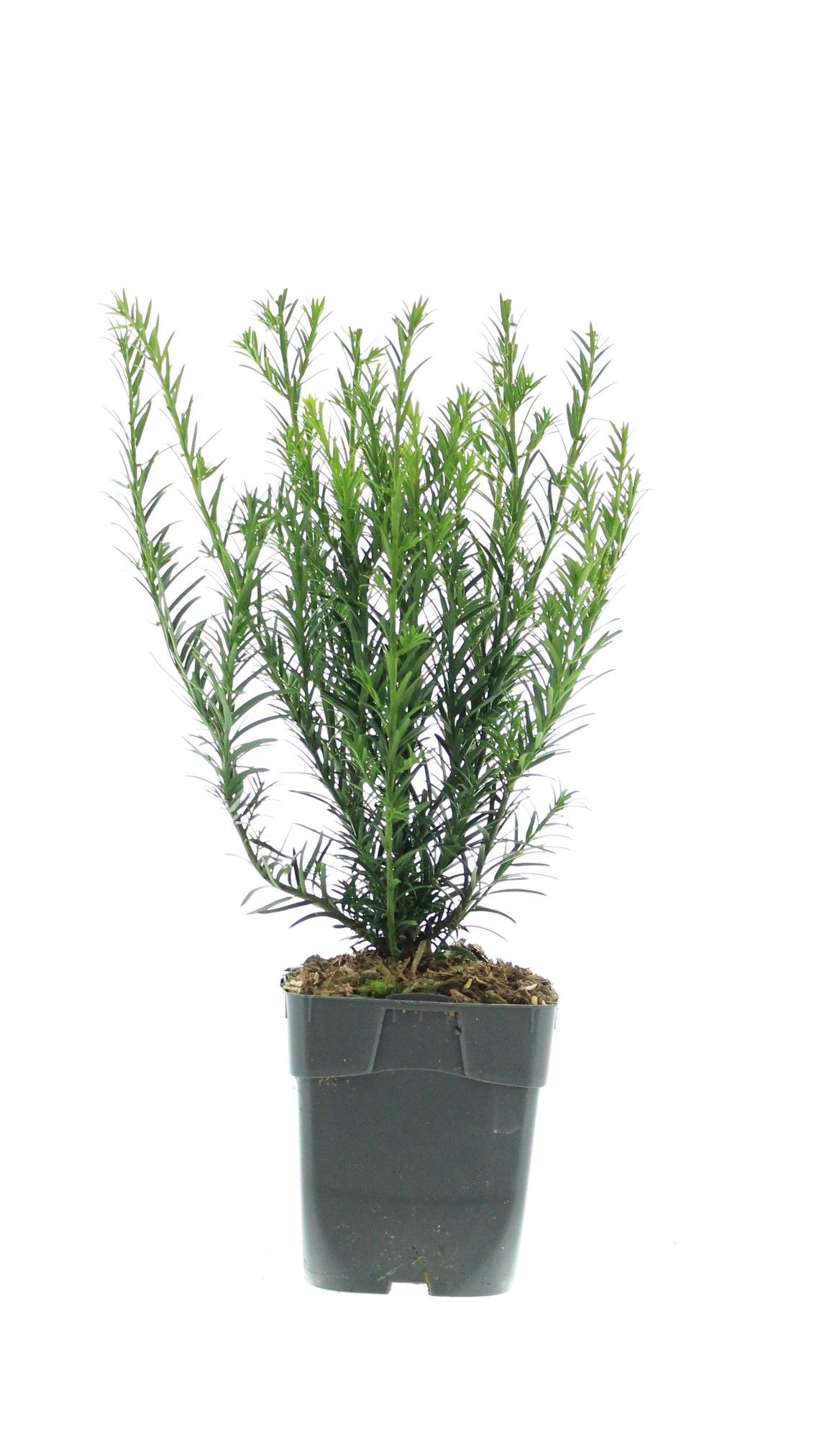 Taxus media 'Groenland', D 12