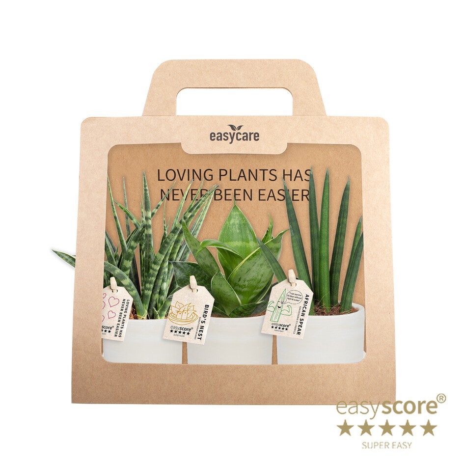 GREEN MIX 40690101 Raw 3-Pack, D 7