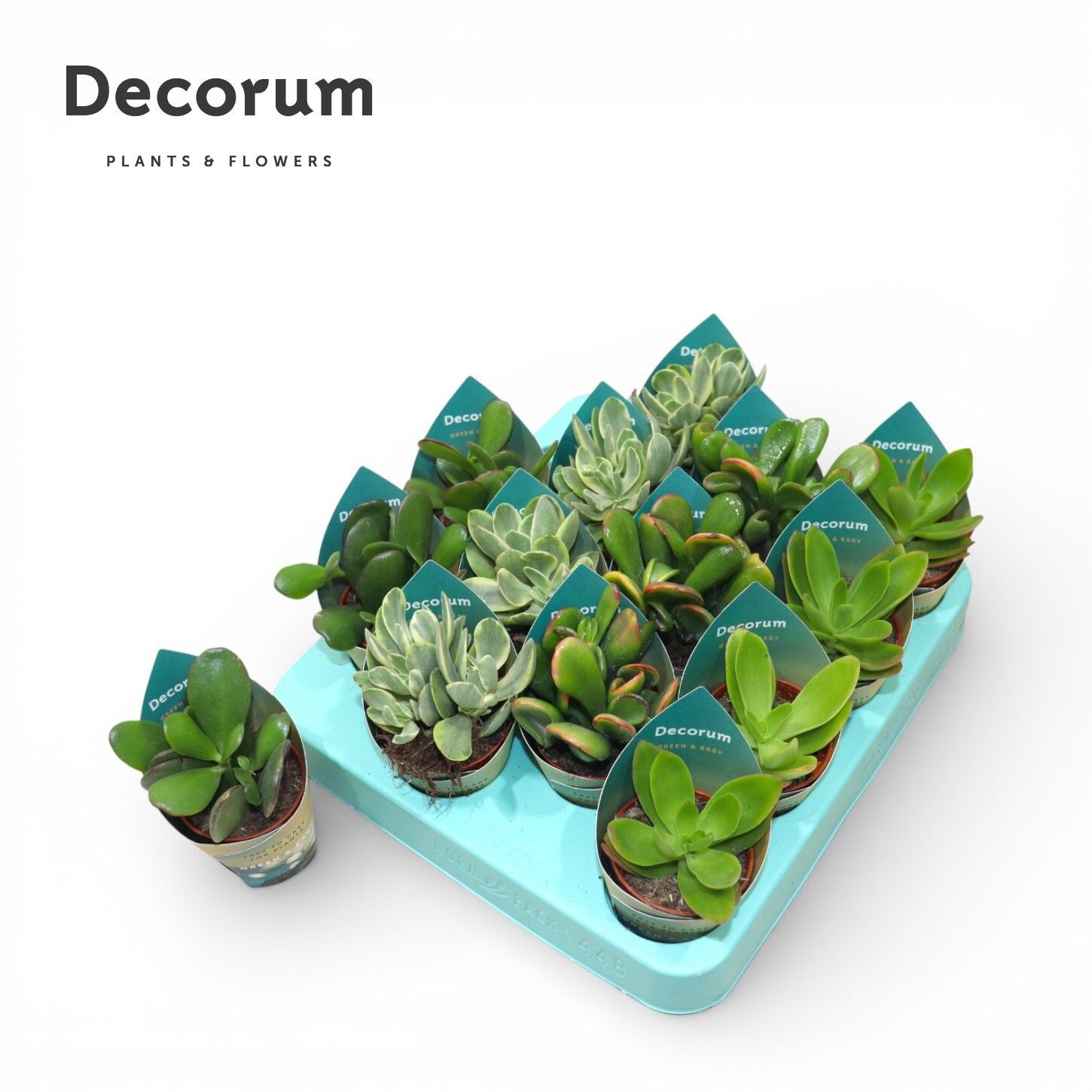 Crassula Mix Green & Easy (decorum), D 5,5