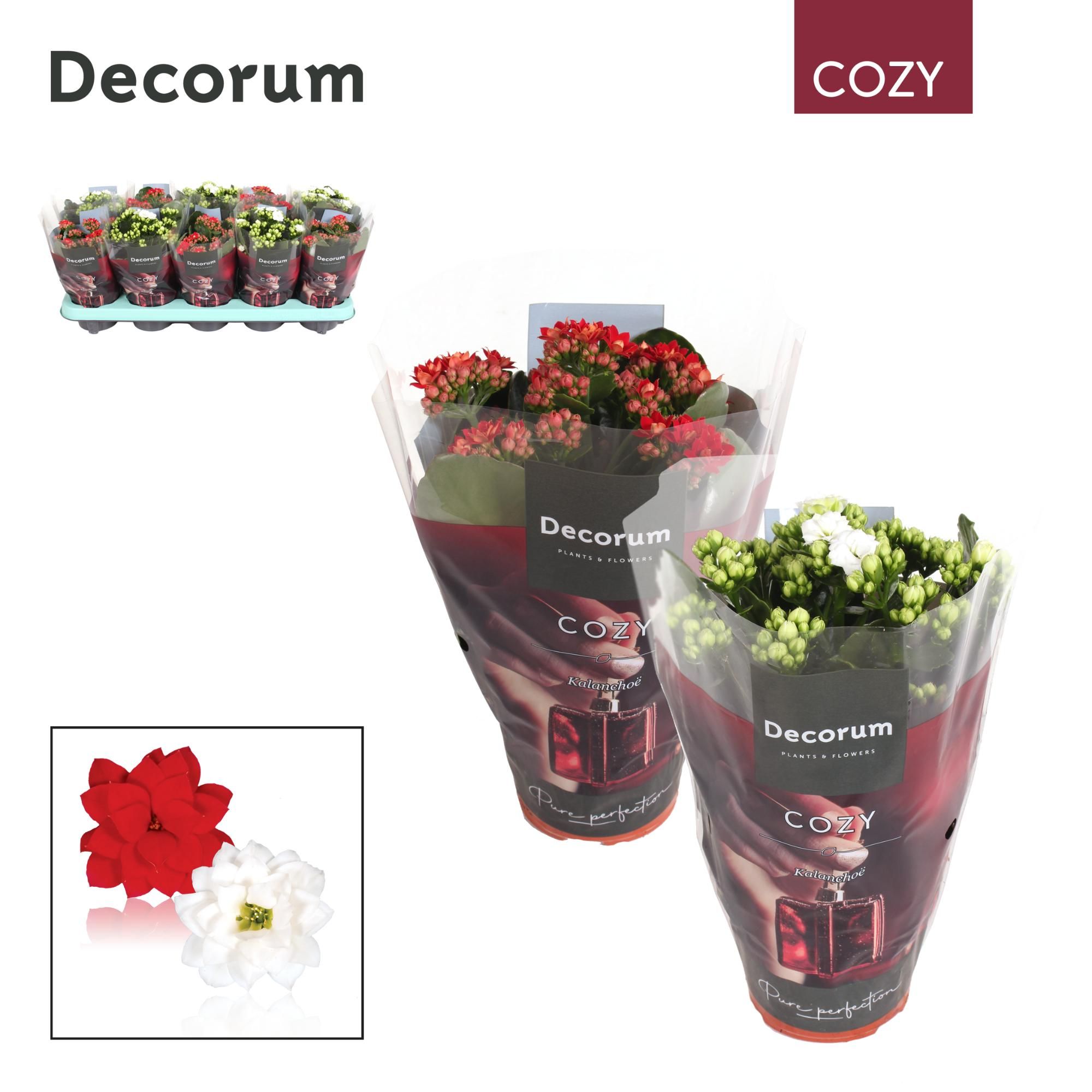 Kalanchoe Decorum Cozy - Red and White Mix - kerst, D 10,5 cm Kalanchoe Decorum Cozy - Red and White Mix - kerst, D 10,5 cm