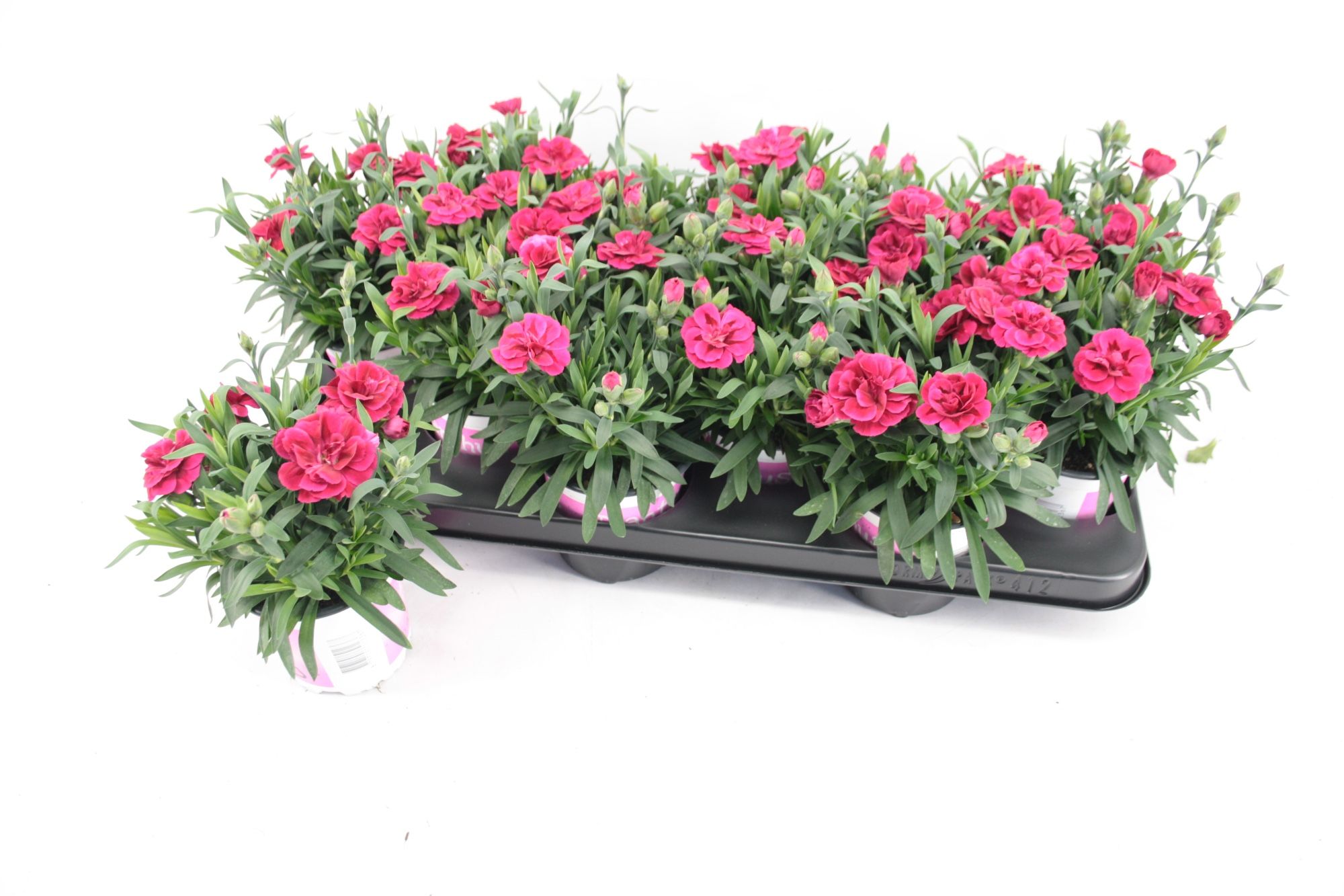 Dianthus Oscar, D 10,5