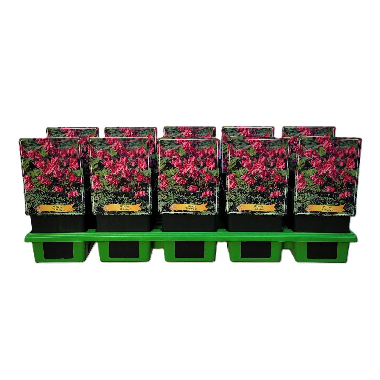 Dicentra formosa 'Luxuriant' P11, D 11 cm