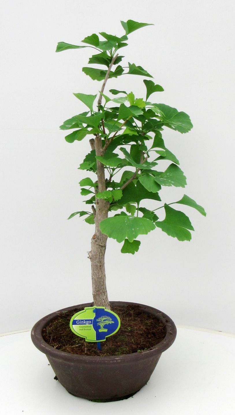 ginkgo biloba broom, D 25