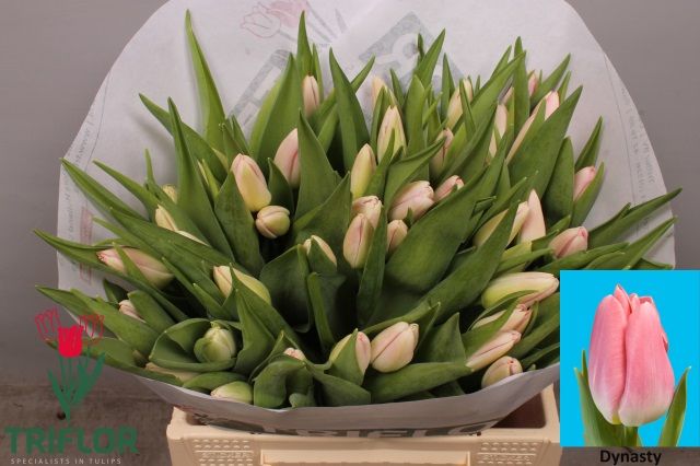 Тюльпан од. Династия (светло-роз.), шт.