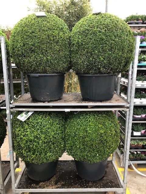 KAR: Buxus semp. Bol 80-85 cm c40/p50, D 50 cm