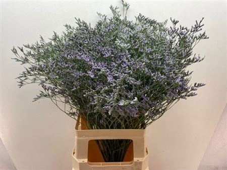 Лимониум Мейн Блю 75, шт.