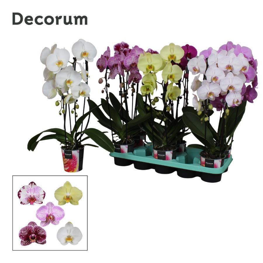 Phalaenopsis 2 tak Decorum Cascade mix, D 12