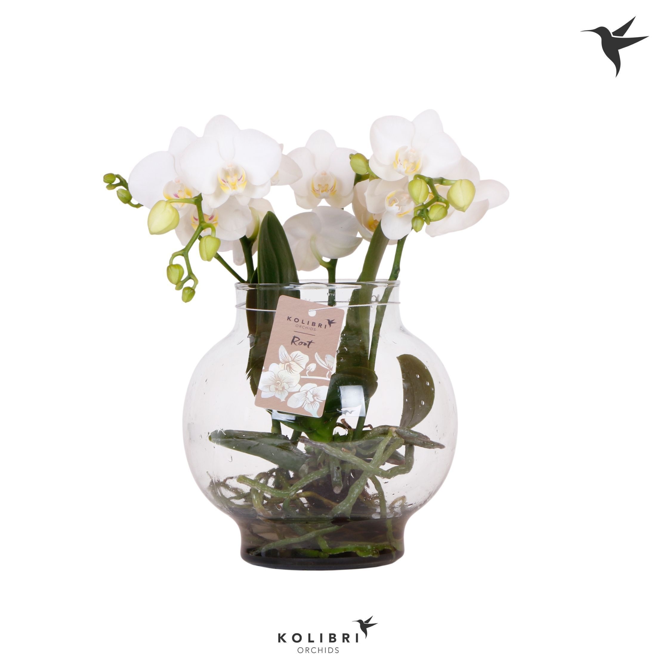 Kolibri Orchids Phalaenopsis Roots white in glas bowl transparan, D 16