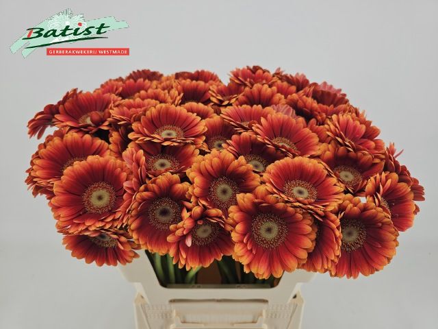 Гермини Хуанита, шт.