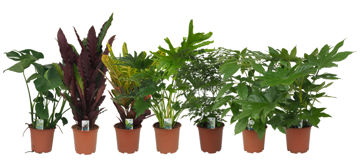 Mix 3 (Monstera, Calathea Rufibarba, Croton, Philo Lickety Split, Radermachera, Fatsia, Schefflera Amate), D 19