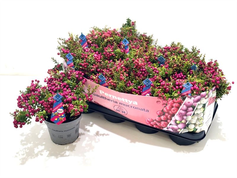 Gaultheria mucronata (mannelijk) Man met etiket, D 14 cm